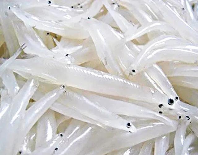 白肌银鱼图片（白肌银鱼是国家保护动物吗）